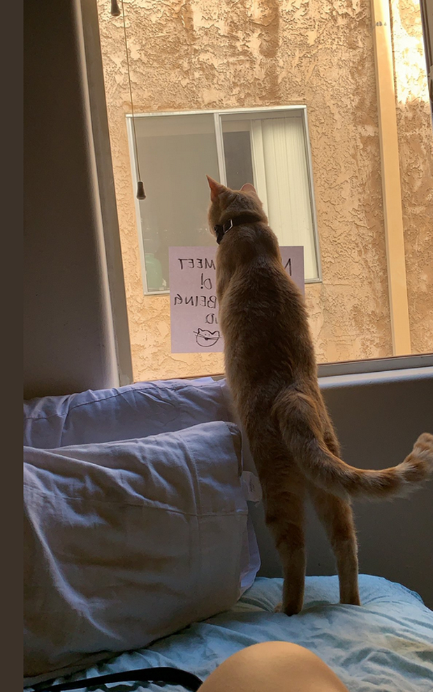 So ungewöhnlich verliebte sich dieser Kater