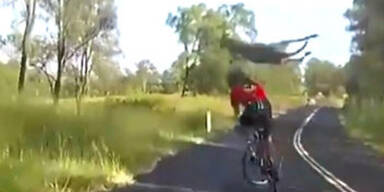 Känguru tritt Radfahrerrin um