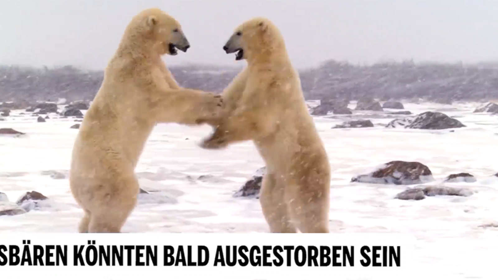 Eisbären kämpfen ums Überleben!