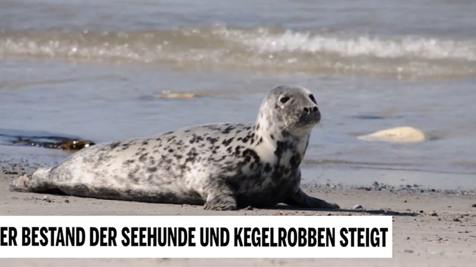 Seehunde- und Kegelrobben-Bestand wchst