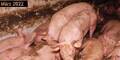 VGT: Skandalöse Zustände in Kärntner AMA-Schweinemast