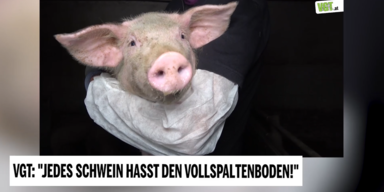 VGT 2.PNG
