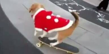 So süß! Hund skatet im Weihnachtskostüm