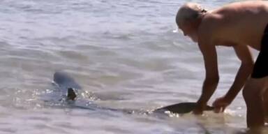 Mutiger Mann drängt Hai ins Meer zurück