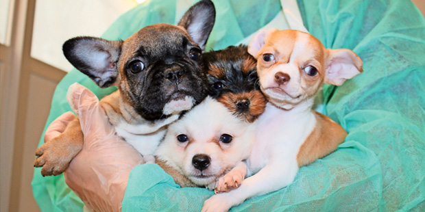 So süß sind die Schmuggel-Hunde