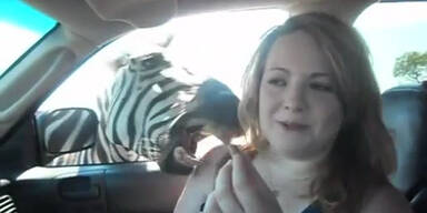 Hungriges Zebra beißt Frau in den Hals