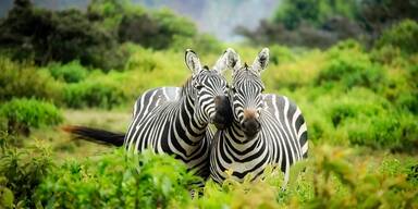 Zebras in Kenias Wildnis