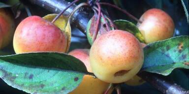 Zieräpfel bringen Farbe in den Garten
