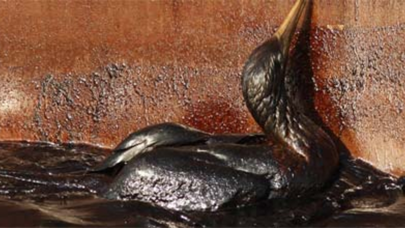 Ölleck Stahlglocke Golf von Mexiko Neuer Versuch