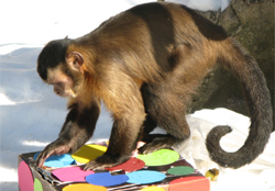 Fasching im Zoo