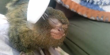 Affenbaby genießt Bürsten-Massage