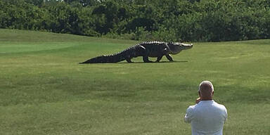 Monster-Alligator schockt Golfer