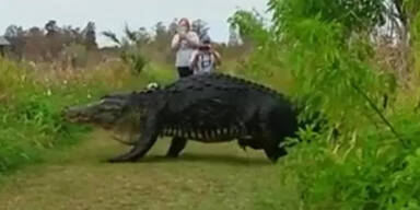 Monster-Alligator schockt Touristen-Hotspot