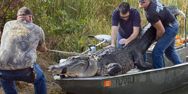 alligator_usa_krokodil