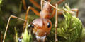 Warum jetzt eine Ameisenplage droht
