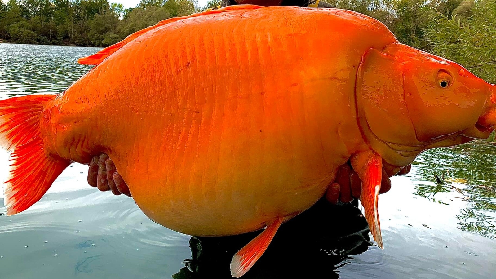 30 Kilo Fisch Seltener Riesenfang Beim Angeln 30-kilo-fisch-seltener-riesenfang-beim-angeln