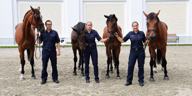 Kickls Polizei-Pferde Wiener Neustadt Reiterstaffel