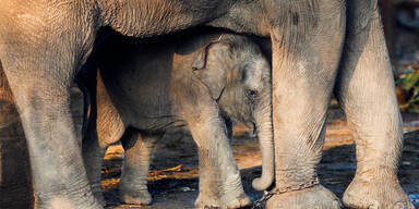 Rätsel um totes Elefanten-Baby in Zürcher Zoo
