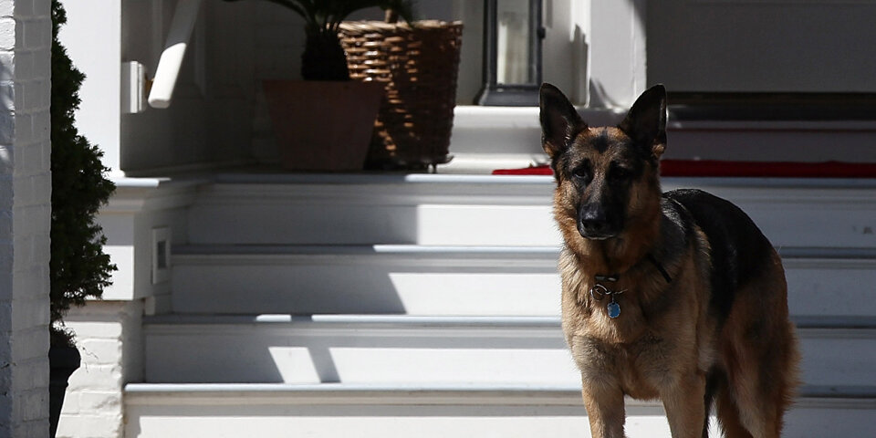 Beiß-Vorfall: 'First Dogs' müssen Weißes Haus wieder verlassen