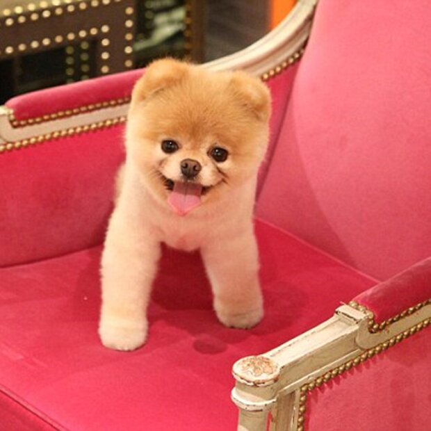 Собак которые выращены. Маленькие взрослые собаки. Собаки которые вырастают большими. Собак которые выращены. Сенбернар с человеком.