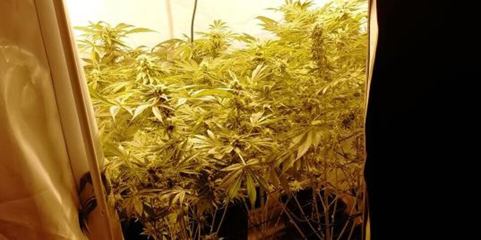 Cannabis