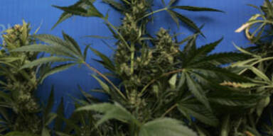 cannabis