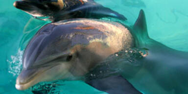 20 Delfine in England verendet