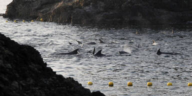 Abschlachten von Delfinen hat begonnen