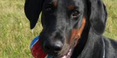 dobermann