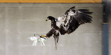 Raubvögel als Waffe gegen Drohnen