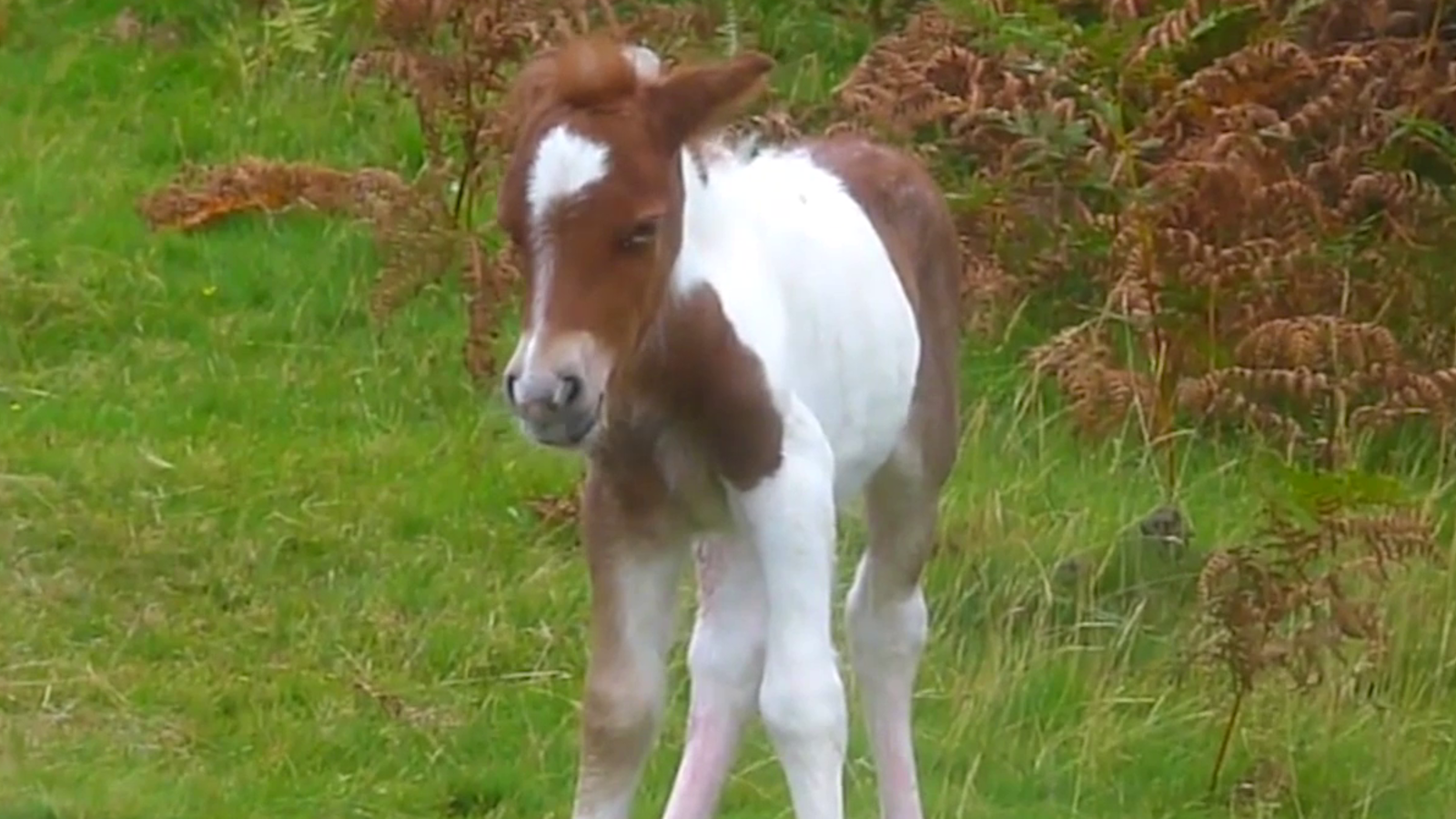 So kann das "Dummy Foal"Syndrom verhindert werden oe24.at