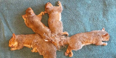Fünf verknotete Eichhörnchen gerettet
