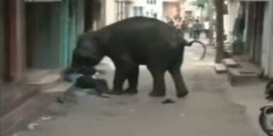Wilde Elefanten laufen Amok in Stadt