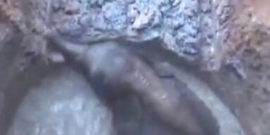 Elefantenbaby aus Grube befreit