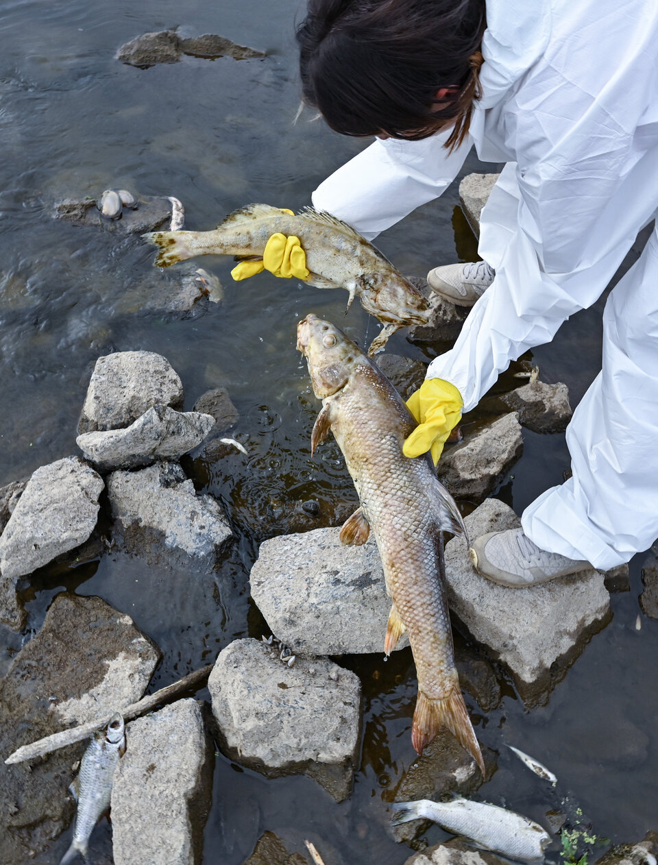 Fischsterben in der Oder: 200.000 Euro für Aufklärung
