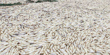 Fischsterben Philippinen