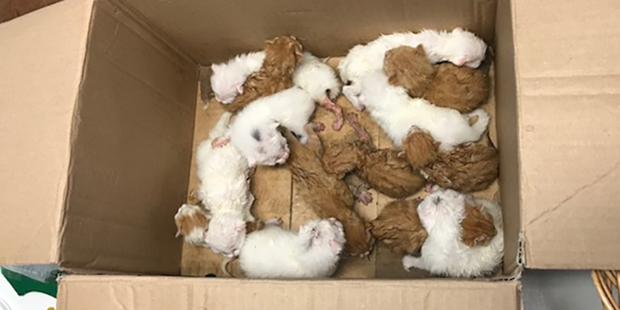 Katzenbabys Neusiedl