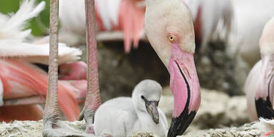 Sechs Flamingo-Küken in Schönbrunn geschlüpft