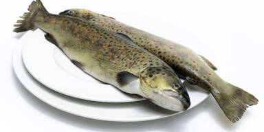 Quecksilber in österreichischem Fisch