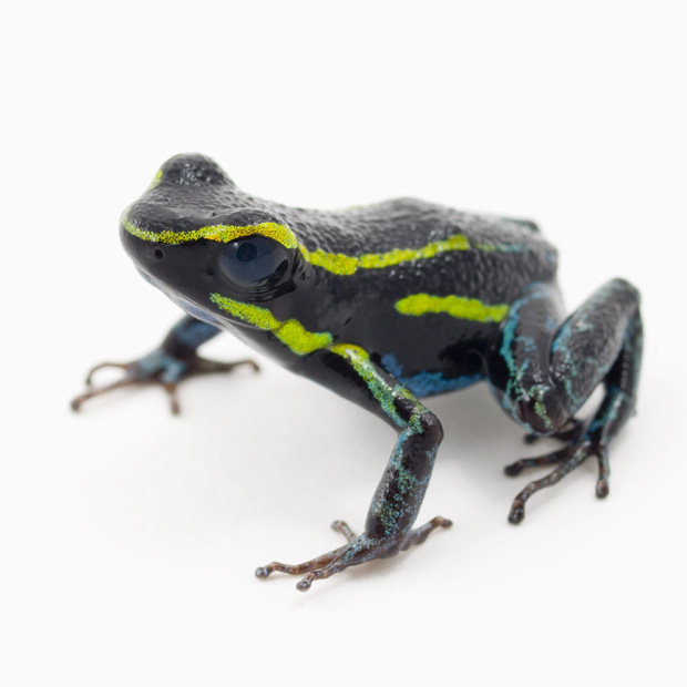 Frosch 15