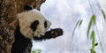 Panda Fu Bao unternehmungslustig und frech