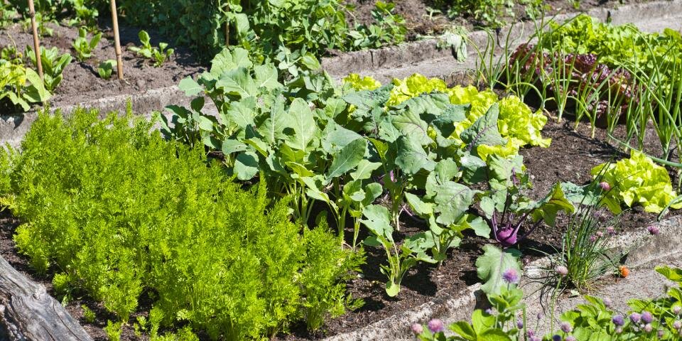 So legen Sie Ihren eigenen Gemüsegarten an