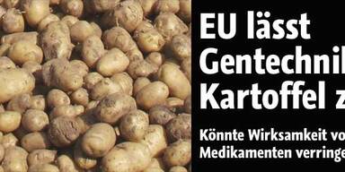 EU lässt die Gentechnik-Kartoffel zu