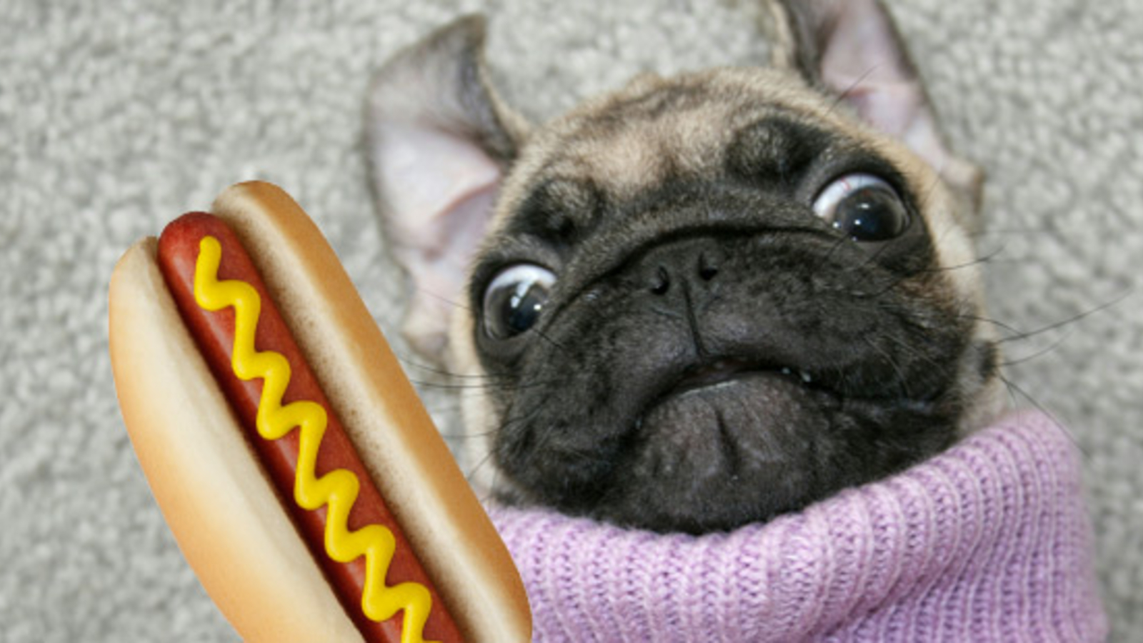 Hund ist unrein Moslems verbieten &quot;Hotdogs&quot;