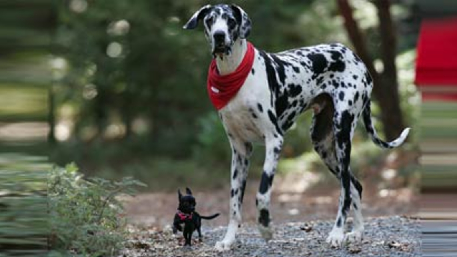 Größter Hund der Welt ist tot oe24.at