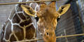 Dänemark: Zweiter Giraffe droht Tod