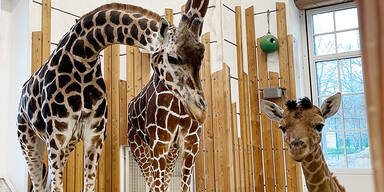 Giraffenbaby