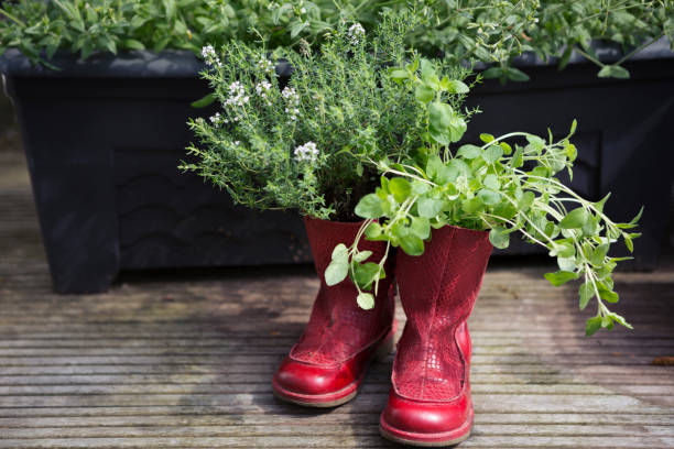 Gummistiefel Pflanze
