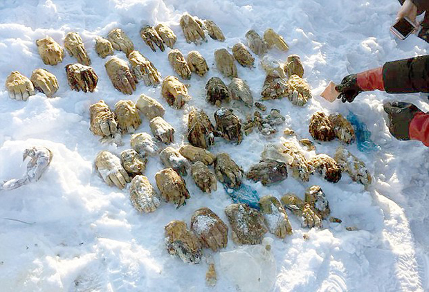 54 abgehackte Hände in Russland gefunden
