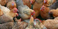 Grausamer Tierquäler zündet Hühner an